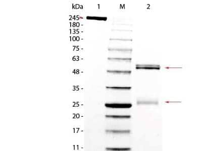 SDS-PAGE: Rat IgG Isotype Control [NBP1-97040]